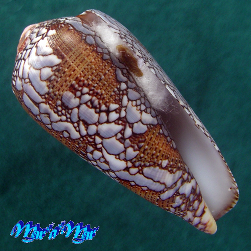 Conus praelatus Hwass, 1792