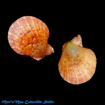 Chlamys multisquamata (Dunker, 1864)