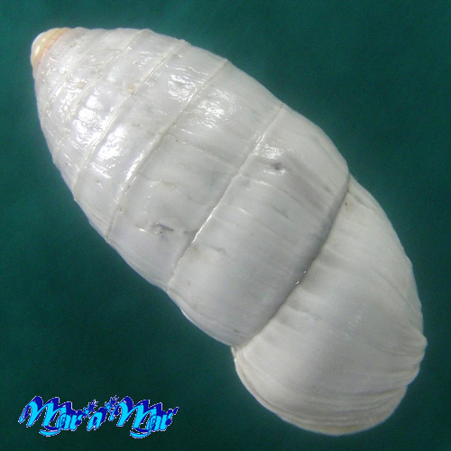 Alternative view of Cerion sp.