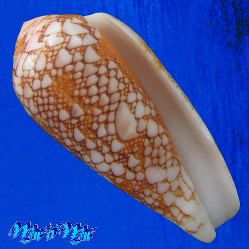 Conus penaceus Lauer, J., 1989