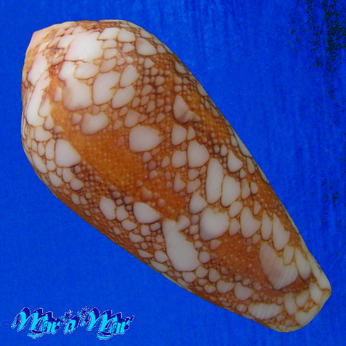 Alternative view of Conus penaceus Lauer, J., 1989