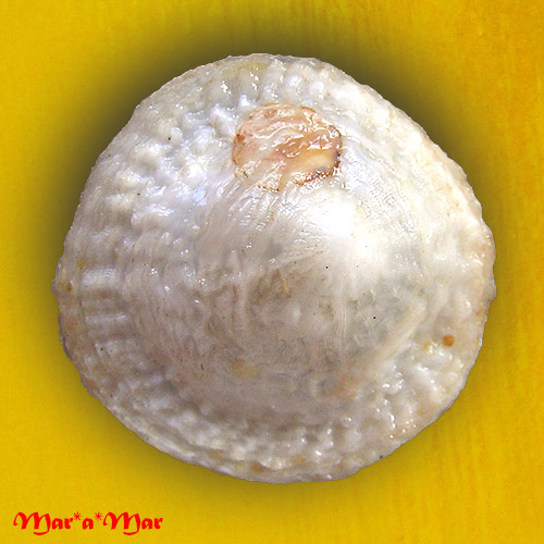 Alternative view of Crucibulum monticulus S. S. Berry, 1969