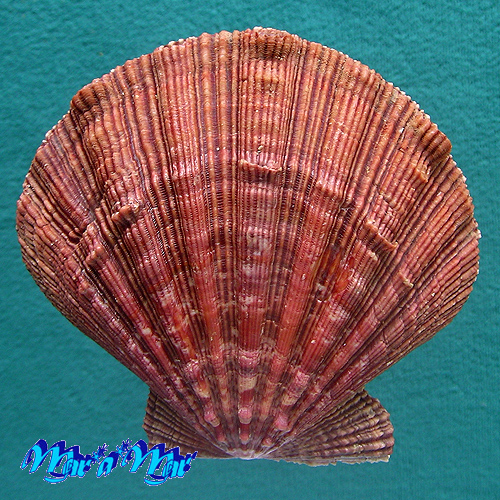 Nodipecten nodosus (Linnaeus, 1758)
