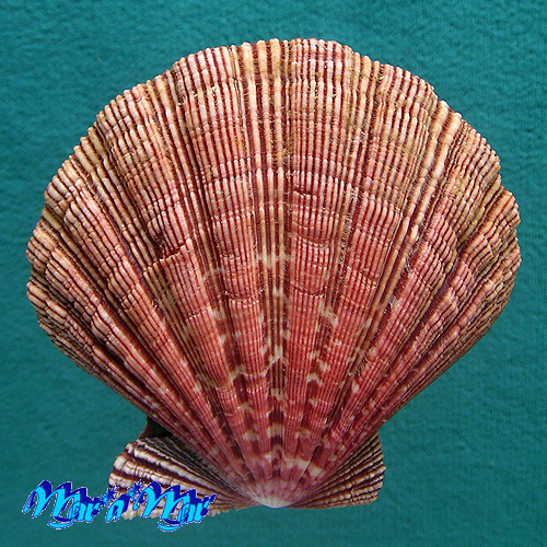 Alternative view of Nodipecten nodosus (Linnaeus, 1758)