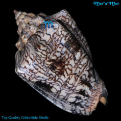 Alternative view of Voluta ebraea Linnaeus, 1758