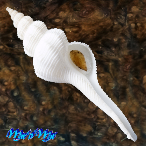 Fusinus chuni (E. von Martens, 1904)