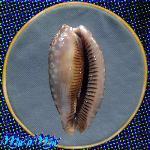 Macrocypraea zebra Linnaeus, 1758 - Image 2