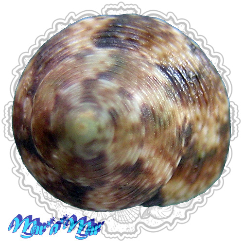 Tegula hotesseriana (Orbigny, 1842)