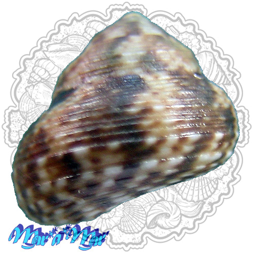 Alternative view of Tegula hotesseriana (Orbigny, 1842)