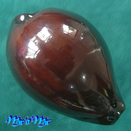 Cypraea (Erronea) adusta Lamarcki, 1810