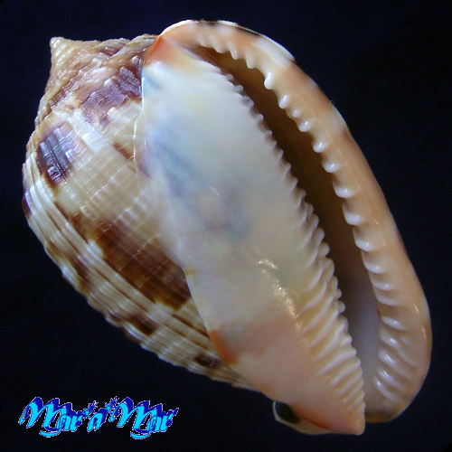 Cypraeacassis testiculus (Linnaeus, 1758)