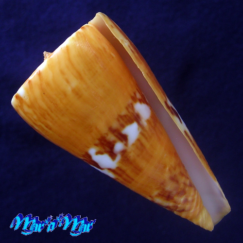 Conus riosi Petuch, 1986