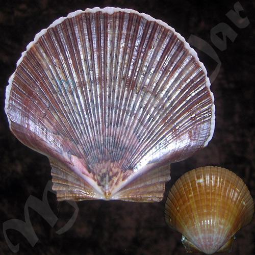 Pecten ziczac (Linnaeus, 1758)0
