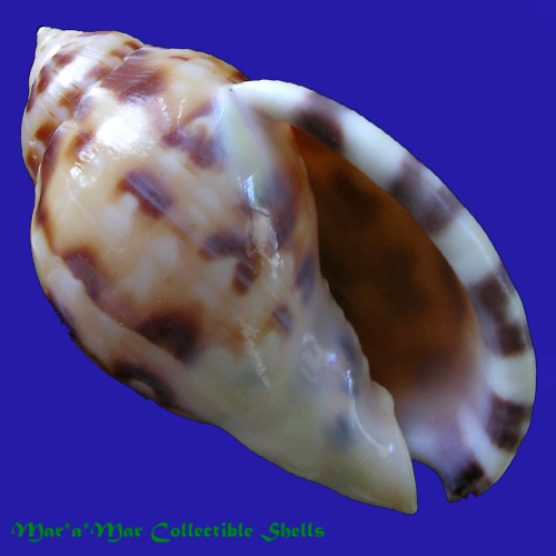 Semicassis labiata iheringi (Carcelles, 1953)
