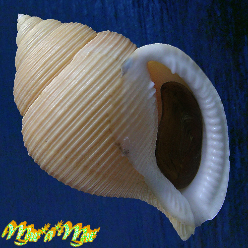 Galeodea kayteri (Kilburn, 1975)