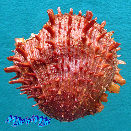 Spondylus cf. ictericus Reeve, 1856