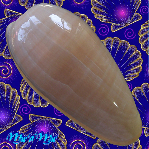 Alternative view of Bullata bullata (Born, 1778)