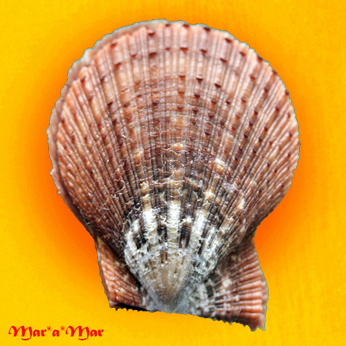 Chlamys liltvedi Wagner, 1984