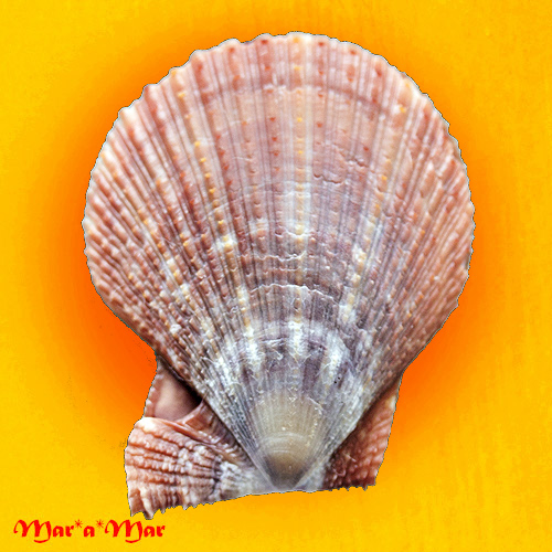 Alternative view of Chlamys liltvedi Wagner, 1984