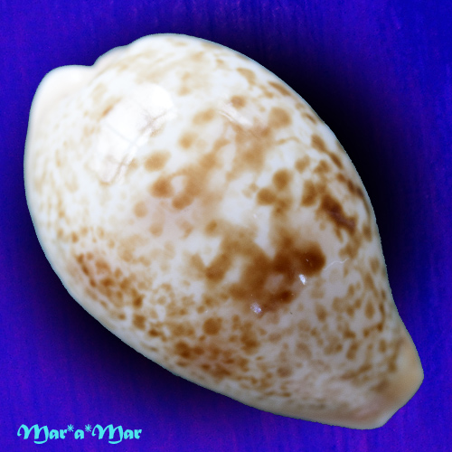 Cypeaea achatidea inopinata Schilder, 1930