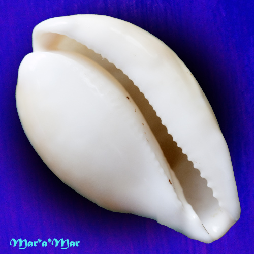 Alternative view of Cypeaea achatidea inopinata Schilder, 1930