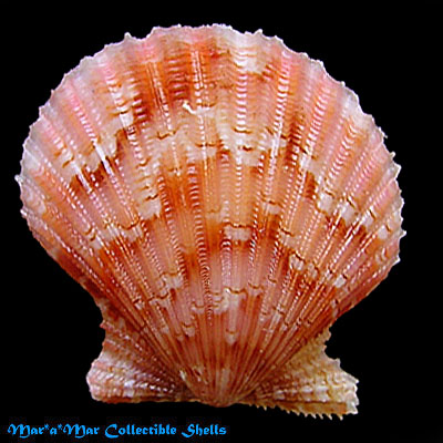 Argopecten noronhensis (E. A. Smith, 1885)