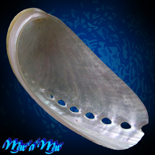 Alternative view of Haliotis asinina Linnaeus, 1758