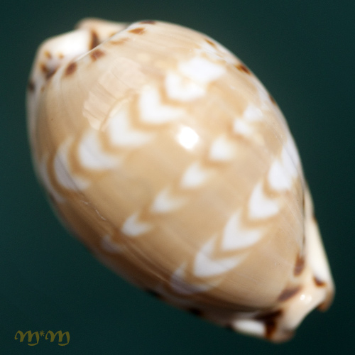 Cypraea (Palmadusta) ziczac ziczac (L., 1758)