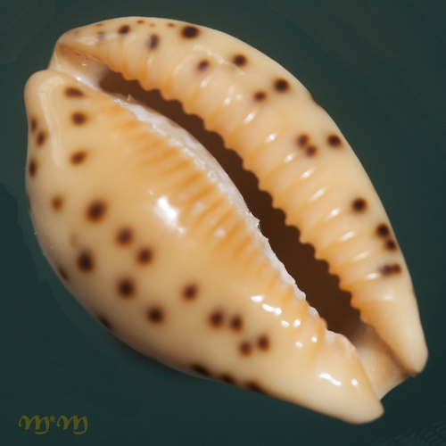 Alternative view of Cypraea (Palmadusta) ziczac ziczac (L., 1758)