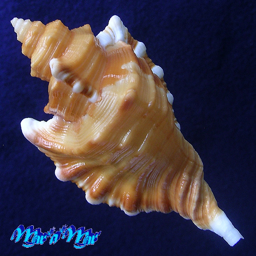 Alternative view of Cymatium femorale (Linnaeus, 1758)