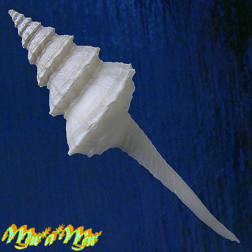 Alternative view of Coluzea eastwoodae (Columbarium) (Kilburn, 1971)