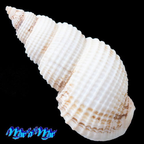 Alternative view of Nassarius wolffi (Knudsen, 1956)