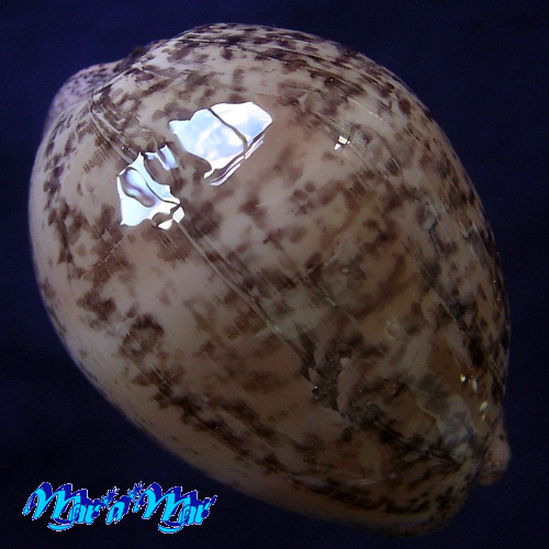 Cypraea (Luria) cinerea brasiliensis L. & H., 1993