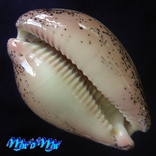 Alternative view of Cypraea (Luria) cinerea brasiliensis L. & H., 1993