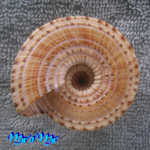 Architectonica nobilis Rôding, 1798 - Image 3