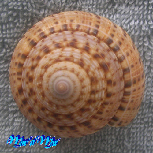 Architectonica nobilis Rôding, 1798 - Image 4