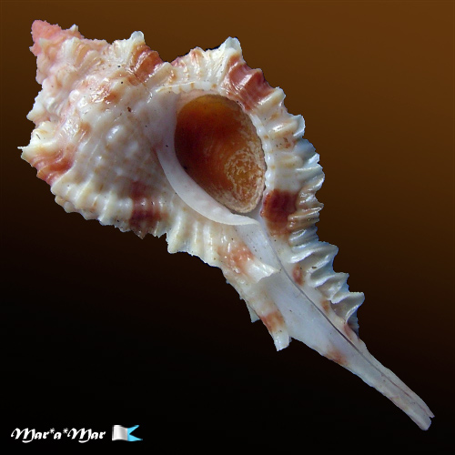 Siratus coltrorum E. Vokes, 1991