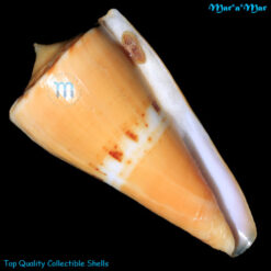 Conus worki Petuch, 1998