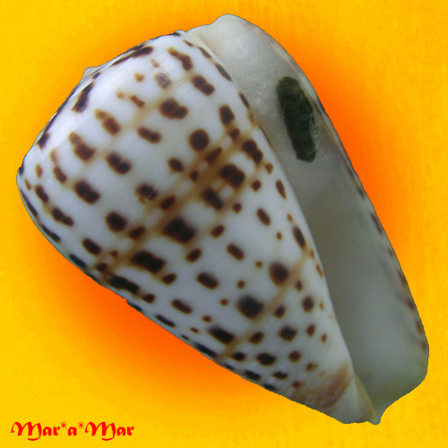 Conus byssinus Roding, 1798