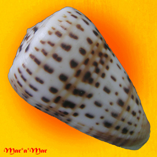 Alternative view of Conus byssinus Roding, 1798