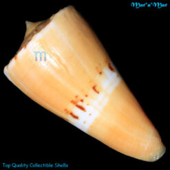 Conus worki Petuch, 1998 - Image 2