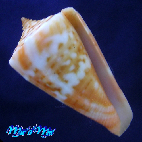Conus carioca Petuch, 1986