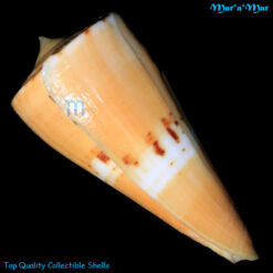Conus worki Petuch, 1998 - Image 3