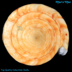 Conus worki Petuch, 1998 - Image 4