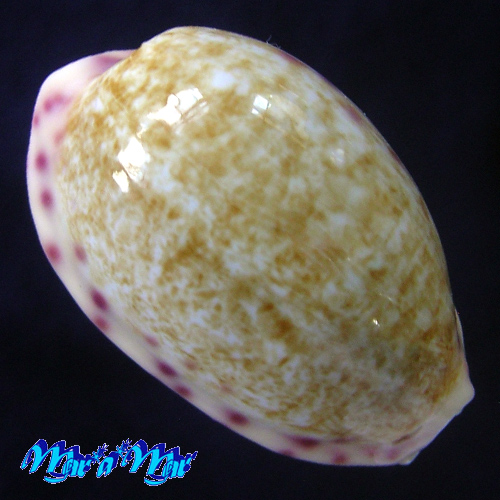 Cypraea chinensis violacea Rous, 1905