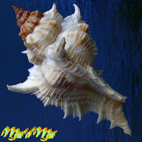 Chicoreus senegalensis (Gmelin, 1790) - Imagem 2