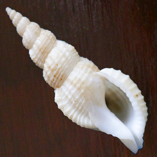 Plesiotriton vivus Habe & Okutani, 1981