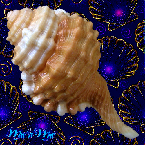 Alternative view of Ranularia cynocephala caribbaea Clench & Turner, 1957