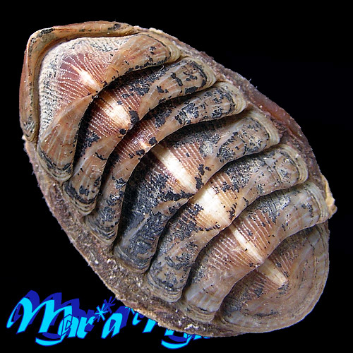 Chaetopleura angulata Spengler,1797