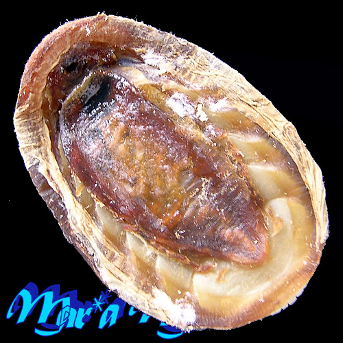 Alternative view of Chaetopleura angulata Spengler,1797